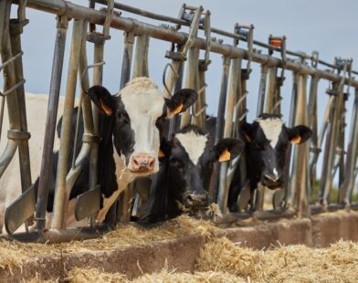 Karuna Ethics Alliance pushes animal welfare in food supply chains