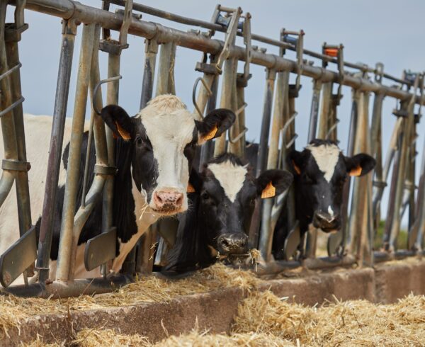 Karuna Ethics Alliance pushes animal welfare in food supply chains