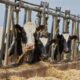 Karuna Ethics Alliance pushes animal welfare in food supply chains