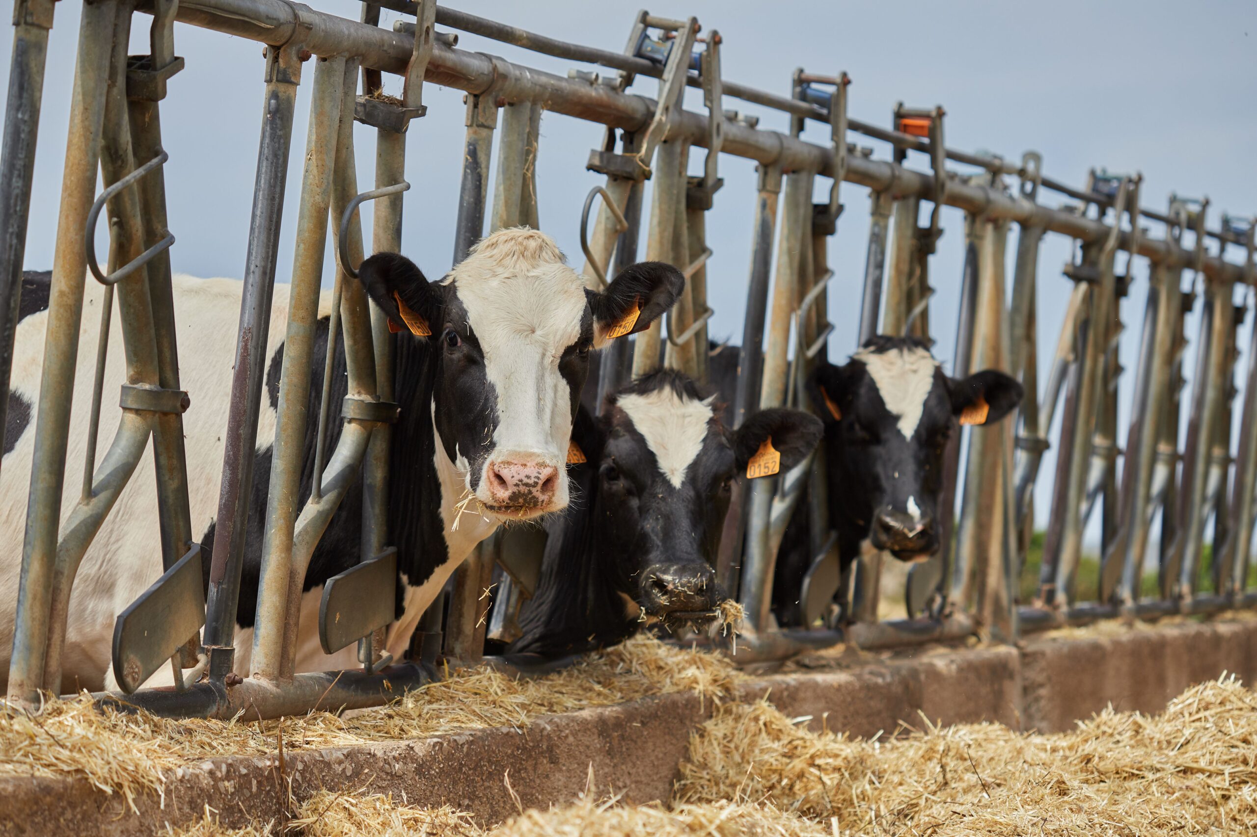 Karuna Ethics Alliance pushes animal welfare in food supply chains