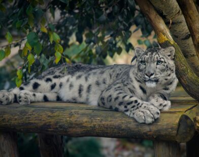 Royal Enfield commits over ₹3 crore to snow leopard conservation across the Indian Himalayas