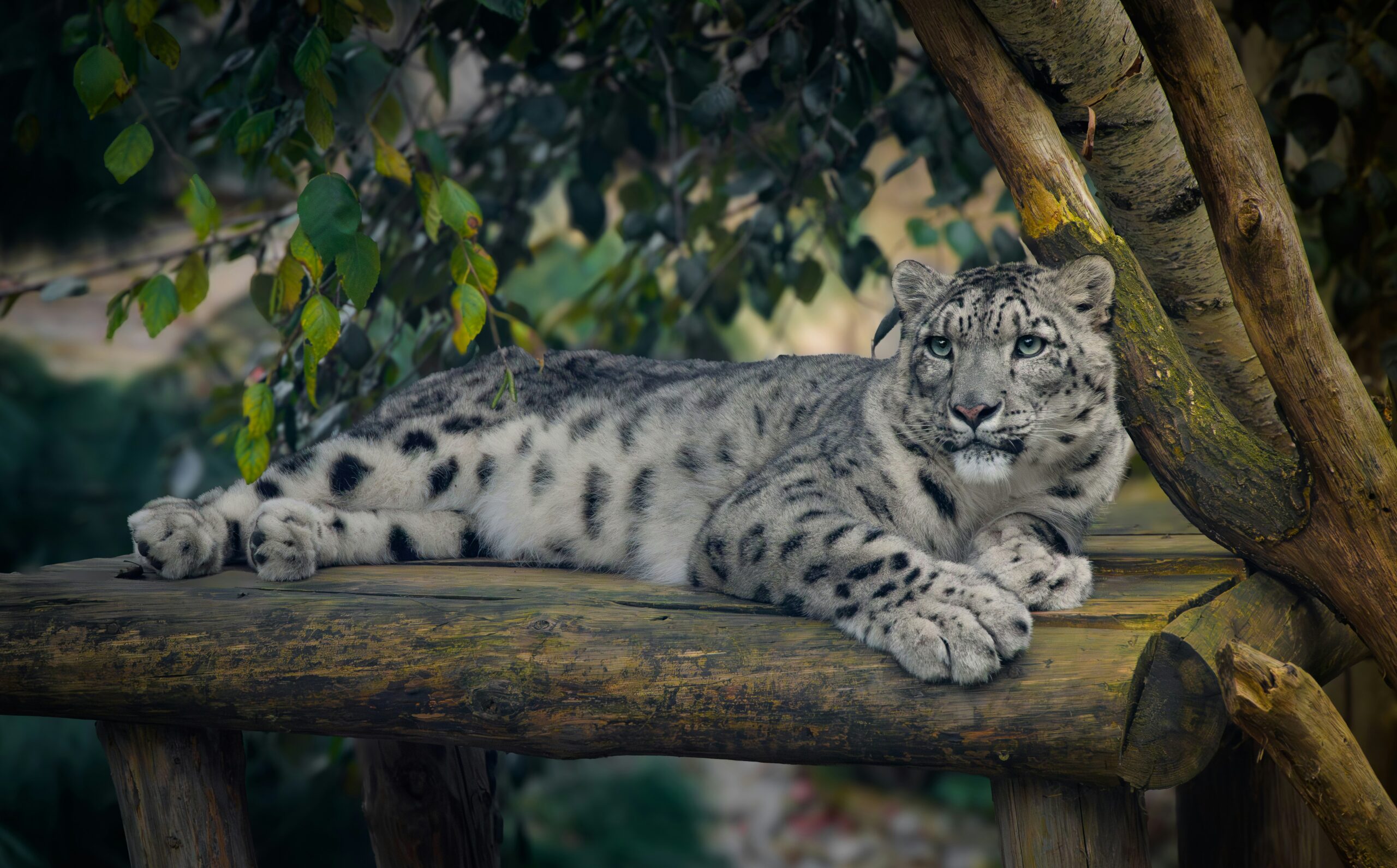 Royal Enfield commits over ₹3 crore to snow leopard conservation across the Indian Himalayas